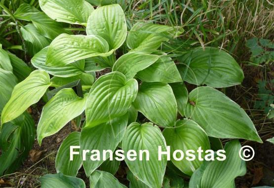 Hosta Frozen Margarita